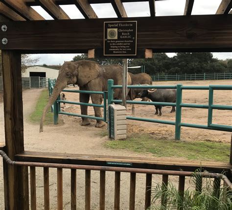 Elephants & Rhinos | Monterey Zoo