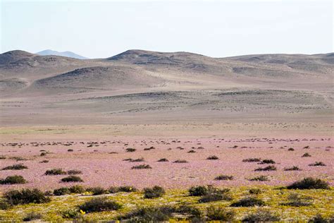 Atacama Desert bursts with color in rare wildflower bloom - ABC News