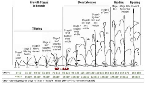 Growth Stages chart