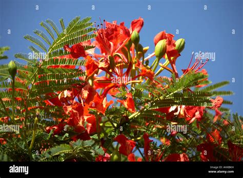 Poinciana ponsiana flamboyant or flame trees with red flowers on South ...