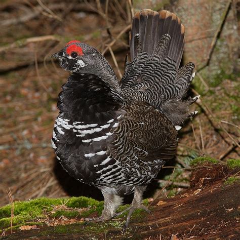 Spruce Grouse "Falcipennis canadensis" | Boreal Songbird Initiative