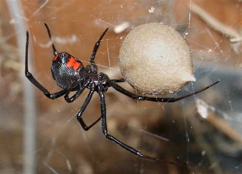 Picture 4 of 7 - Black Widow Spider (Latrodectus) Pictures & Images ...