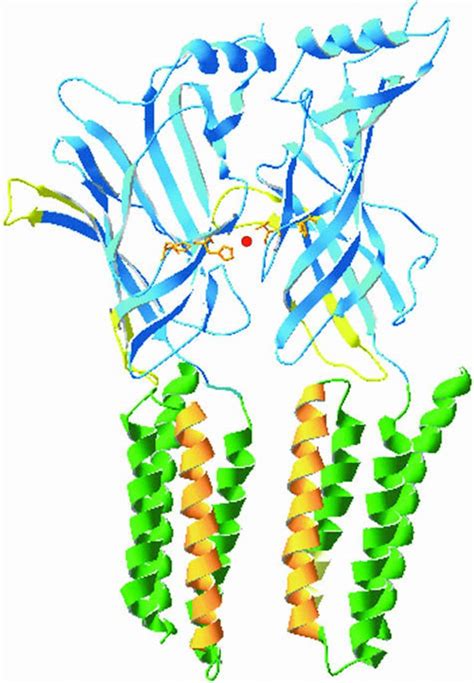 What is Glycine & Molecular Weight. Glycine Neurotransmitter, for Sleep