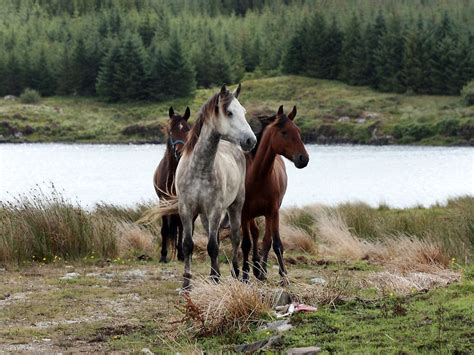 Connemara Ponies in the wild in Connemara, Ireland Connemara Pony, Connemara Ireland, Gypsy ...