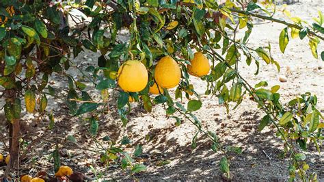 When to Prune Citrus Trees in Melbourne | All Green Nursery & Garden