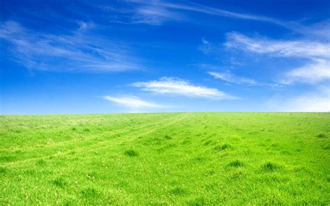 Green Green Meadow Wallpapers - WallpaperSafari