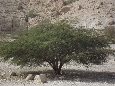 Trees of Israel – Broom Tree | Science & Faith Matters