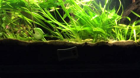 Using Coco Peat As Aquarium Substrate - Aquarium Views