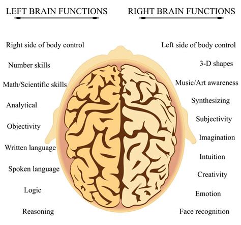 What are the Best Right Brain Exercises? (with pictures)