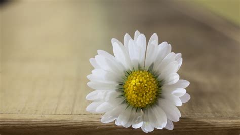 White Daisy Wallpaper - WallpaperSafari