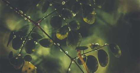 Close Up Photography of Ovate Leaf Plants · Free Stock Photo