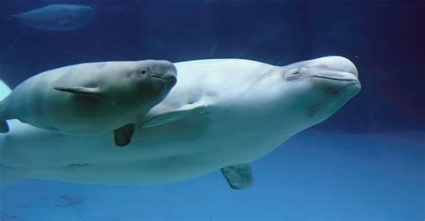 Narwhal Pictures - AZ Animals