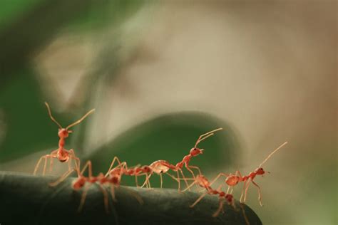 Search Algorithm Inspired by Arboreal Ant Trail Networks — Innovation ...