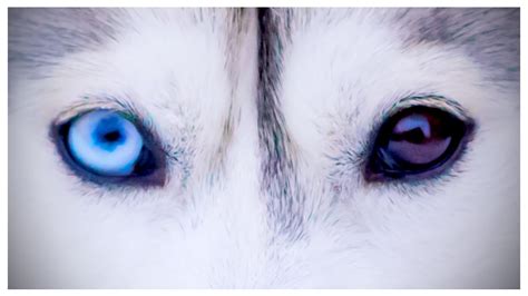 Why Do Huskies Eyes Change Color