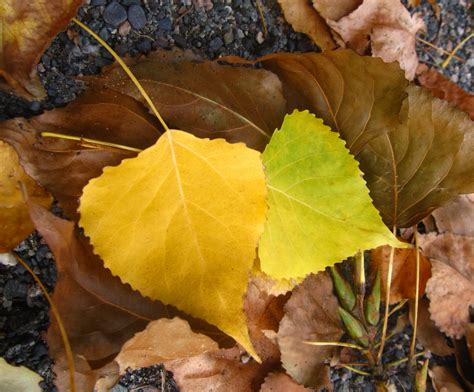 Bakgrundsbilder : natur, växt, blad, falla, blomma, producera, höst, gul, flora, säsong ...