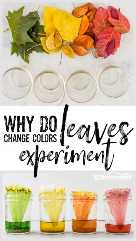 Science Project Why Do Leaves Change Color