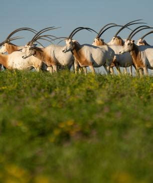 Scimitar-horned Oryx | The Wilds