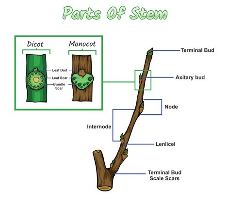 Diagram Parts Of Stem Plant 21450252 Vector Art at Vecteezy