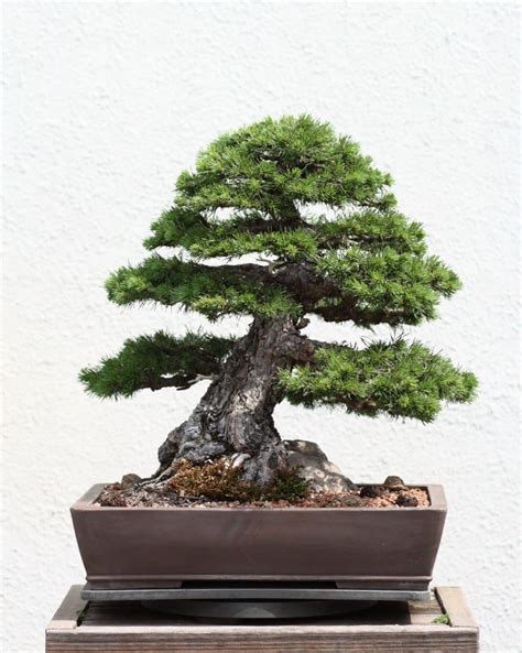 Pine Bonsai Tree Care Guide | Bonsai Tree Gardener