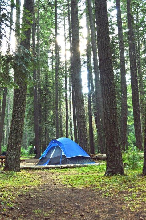 Tent Camping In Washington State Forest Stock Photo - Image: 52153792