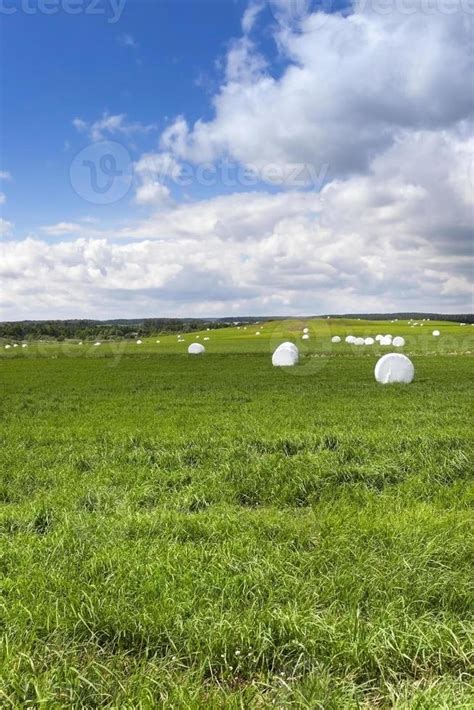 harvesting grass hay 9416154 Stock Photo at Vecteezy