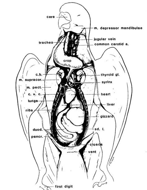 Avian Digestive System