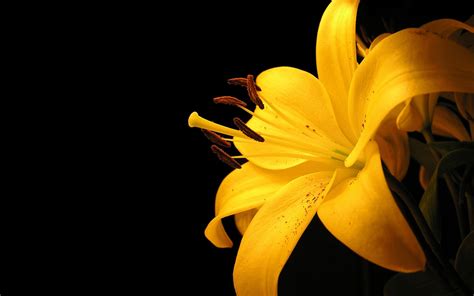 Yellow Lily Flower Wallpapers | Wallpapers HD