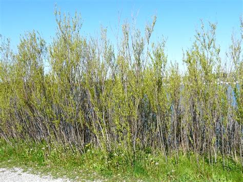 Toronto Wildlife - More Sandbar Willow