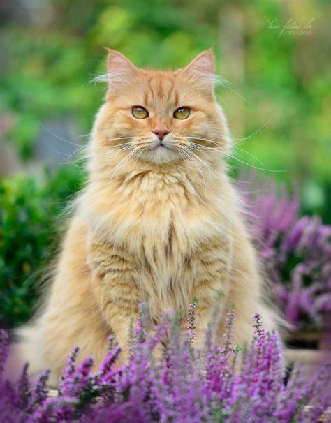 Siberian & Norwegian Forest Cats by Kim Indra Oehne | Orange tabby cats, Cats, Norwegian forest cat