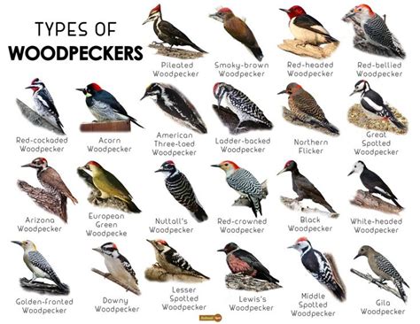 Woodpecker Facts, Types, Classification, Habitat, Diet, Adaptations ...