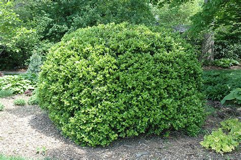 Japanese Boxwood (Buxus microphylla 'var. japonica') in Richmond Fairfax Loudoun Prince William ...