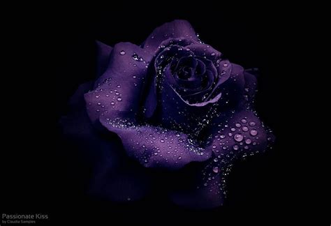 Passionate Kiss by Claudia Samples on 500px (With images) | Purple art, Purple love, Purple roses