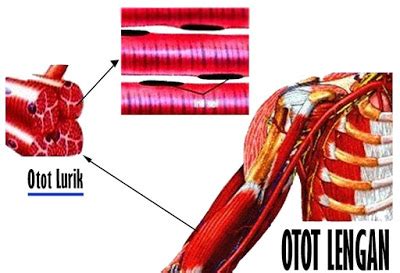 Pengertian umum Otot Lurik, Ciri-Ciri serta Fungsi - Definisi Pengertian Secara Umum Adalah