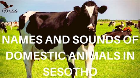 Sesotho | Names of Domestic Animals in Sesotho || Motale Matakalatse - YouTube