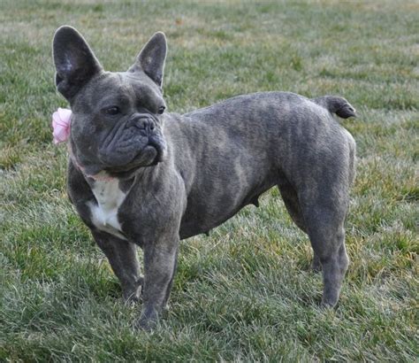 35+ French Bulldog Pitbull Mix Brindle Image - Codepromos