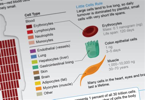 Blood Cells In Human Body