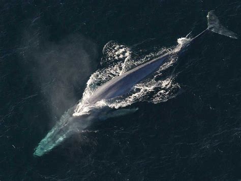 This is the 52-Hertz Whale a.k.a. The loneliest whale in the world : r/ThatsInsane