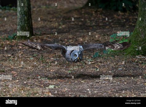 Great Grey Owl at Hawk Conservancy Trust Stock Photo - Alamy