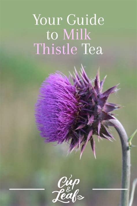 Your Guide to Milk Thistle Tea | Milk thistle tea, Milk thistle, Milk thistle benefits