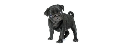 221 Of The Best Black Pug Names For Males And Females