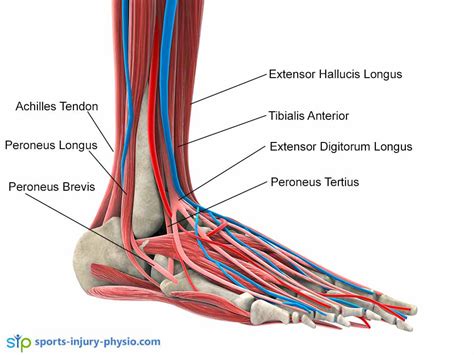 Ankle Sprains Diagnosis | Sports Injury Physio