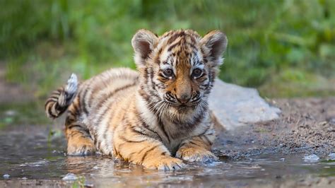 Charming Tiger Cub Is Sitting On Water Tiger, HD wallpaper | Peakpx