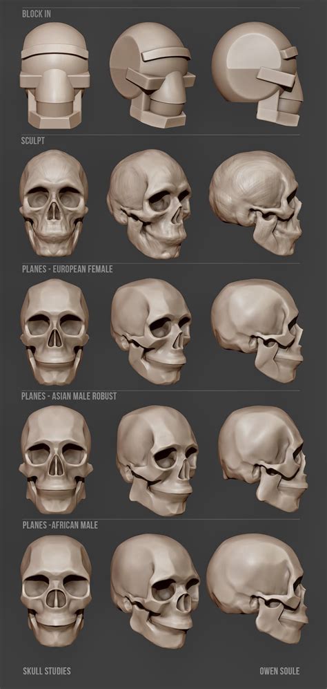 Skull studies | Художественные скульптуры, Анатомическое искусство ...