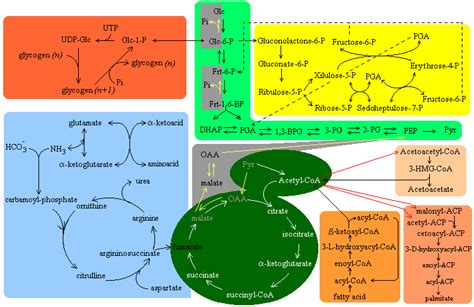 Metabolic Pathways Overview