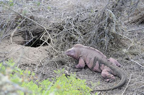 Galapagos pink land iguana - Galapagos Conservation Trust