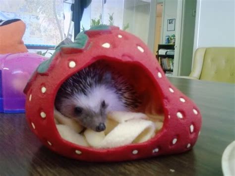 hedgehog cage idea – All Pet Cages