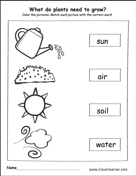 What Do Plants Need To Grow Worksheet - Uploadest