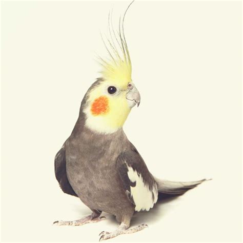 Keeping a Pet Cockatiel • Popular Pet Birds • Petmania Pet Care Advice