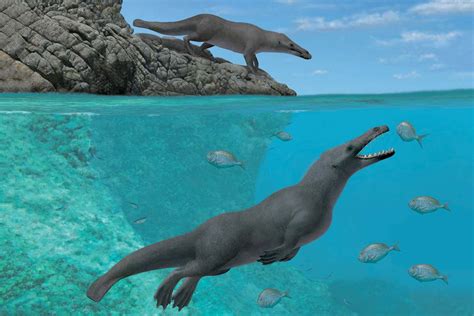 Amazing four-legged fossil shows how walking whales learned to swim ...