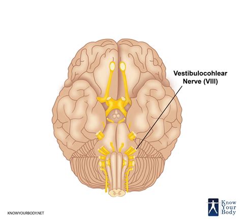 Vestibulocochlear Nerve - Function, Location, Anatomy and FAQs